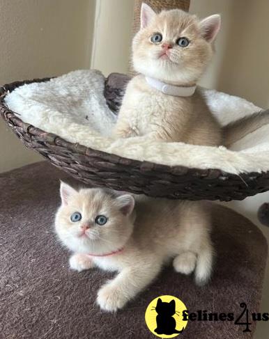 two british shorthair cats sitting in a basket