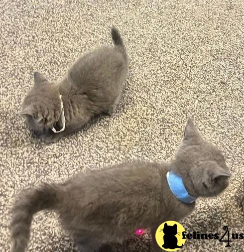 a british shorthair cat and a british shorthair kitten playing