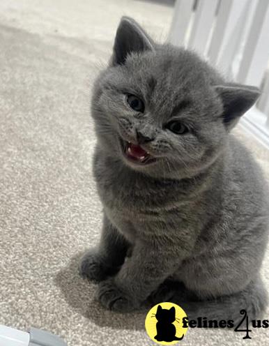 a british shorthair cat with its mouth open