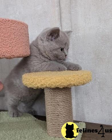 a british shorthair cat holding a banana