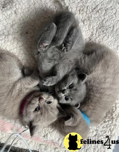 a group of british shorthair british shorthair kittens