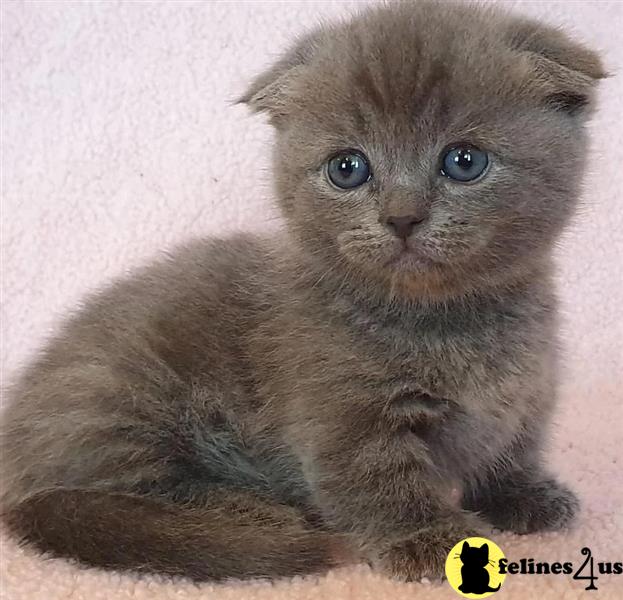 a british shorthair kitten with blue eyes