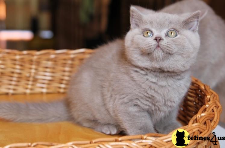 a british shorthair cat sitting in a basket