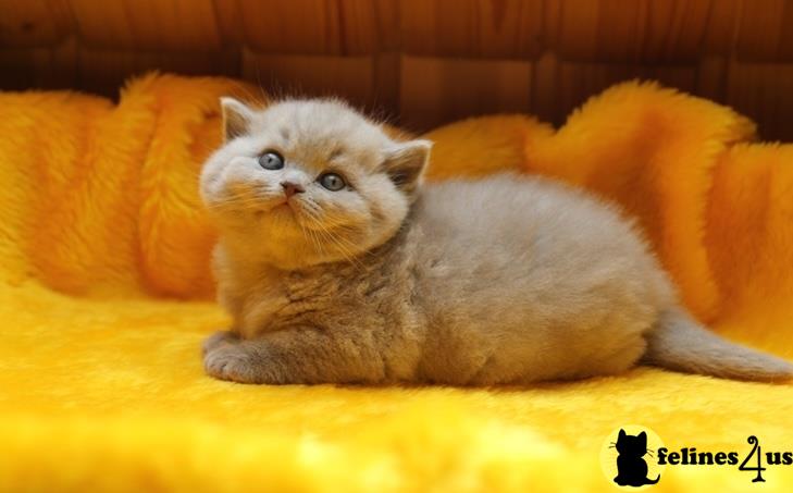 a british shorthair cat lying on a blanket