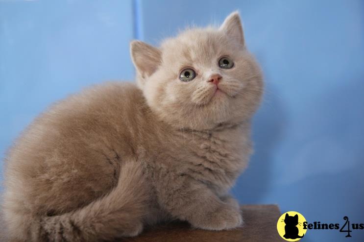 a british shorthair cat sitting on a table