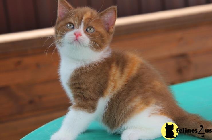 a british shorthair cat sitting on a wood floor