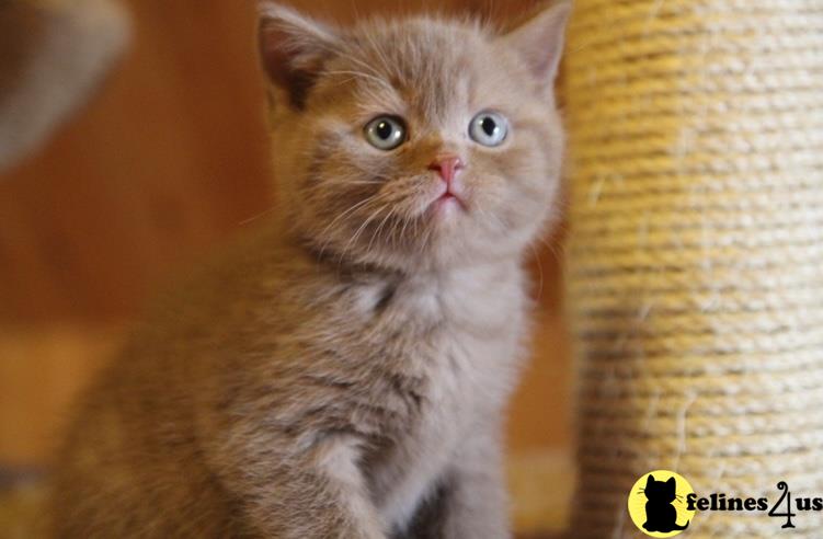 a british shorthair cat with a cactus