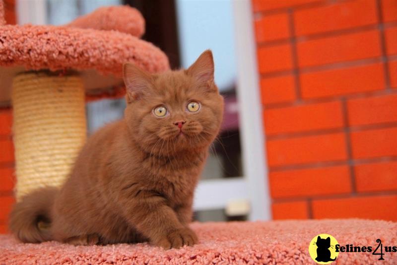 a british shorthair cat lying on the floor