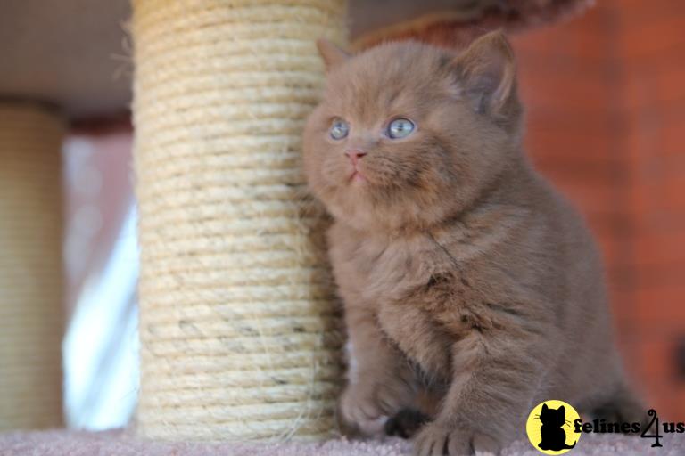 a british shorthair kitten sitting on a scratching post