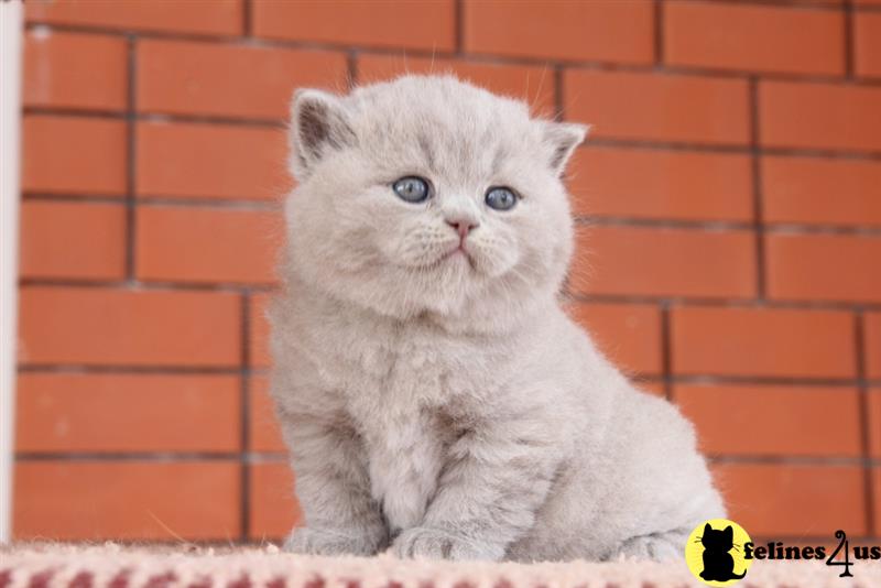 a british shorthair cat sitting on a ledge