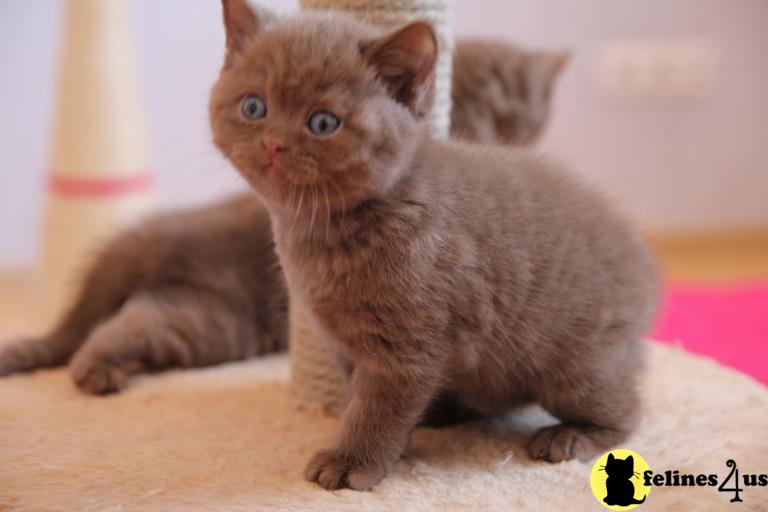 a british shorthair kitten on a carpet