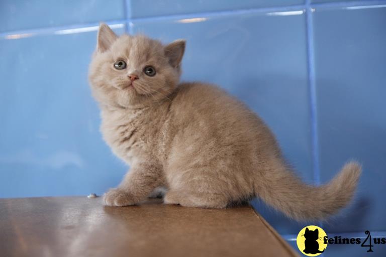 a british shorthair cat sitting on a ledge