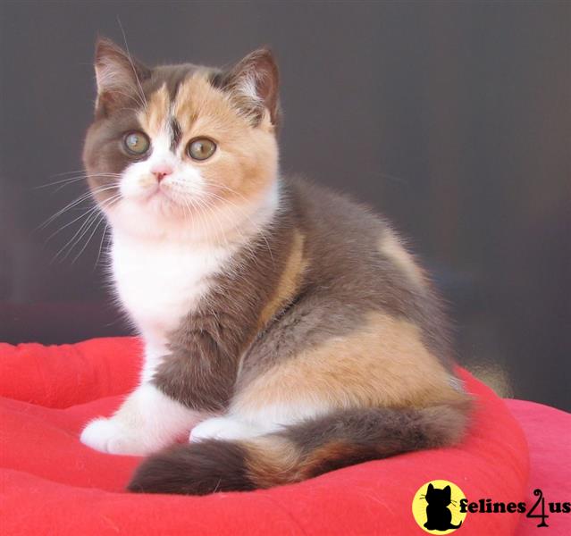 a british shorthair cat sitting on a red blanket