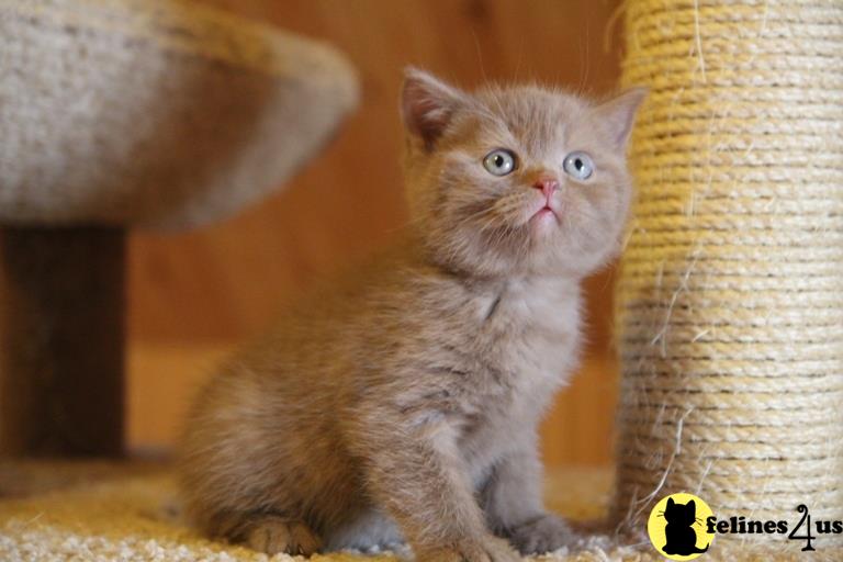 a british shorthair cat sitting next to a bird