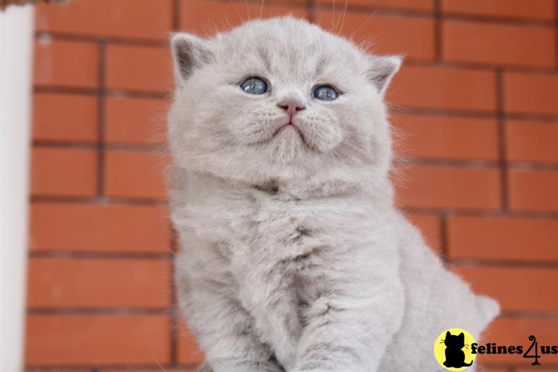 a british shorthair cat with a sad expression