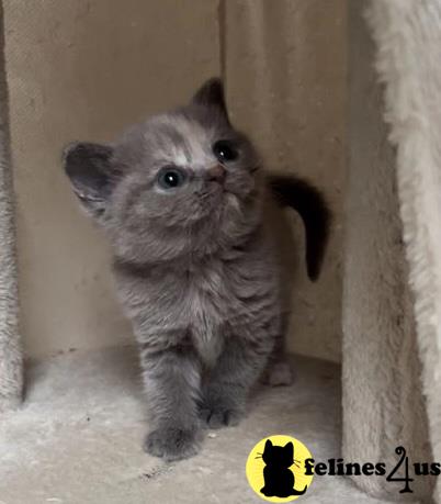 a british shorthair kitten standing on a ledge