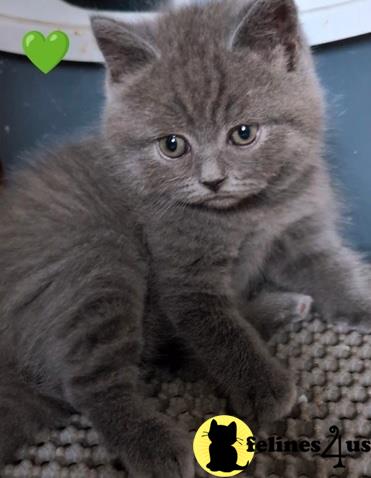 a british shorthair cat lying on a blanket