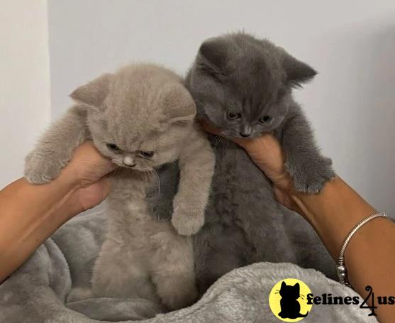 a person holding a british shorthair cat