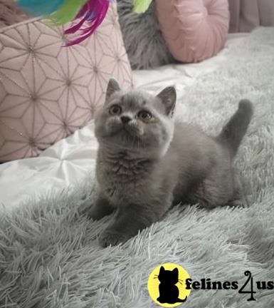 a british shorthair cat lying on a blanket