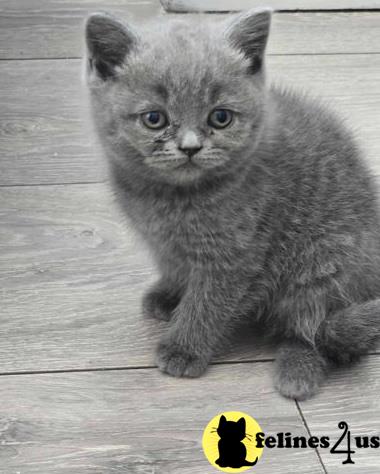 a british shorthair kitten sitting on a wood floor