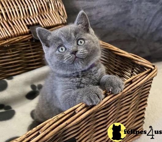 a british shorthair cat in a basket