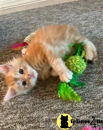 a maine coon cat lying on its back with a green object in its mouth