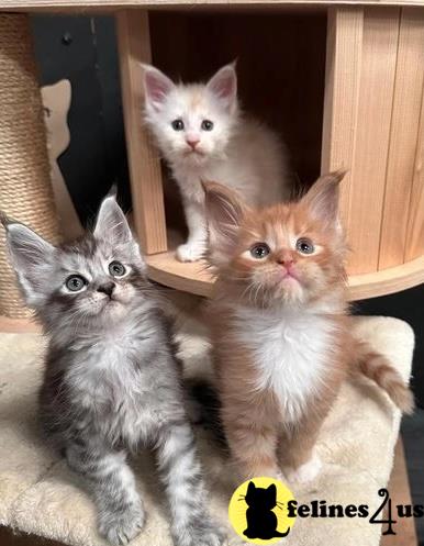 a group of maine coon maine coon kittens