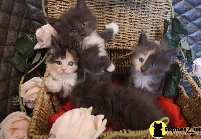 a basket of maine coon maine coon kittens