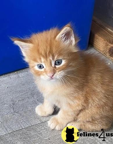 a maine coon kitten sitting on the floor