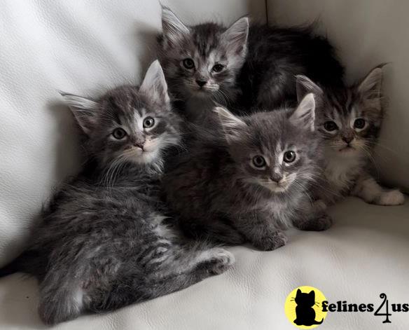 a group of maine coon maine coon kittens