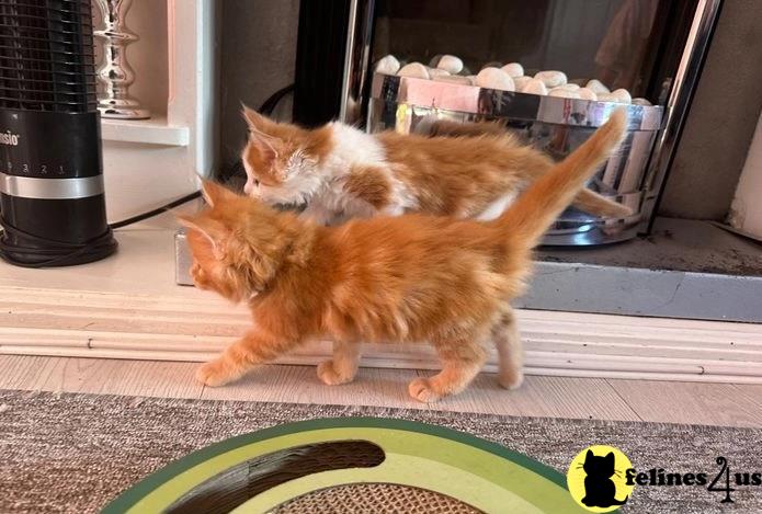 two maine coon cats on a bench