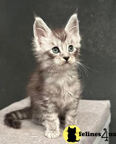 a maine coon kitten sitting on a box