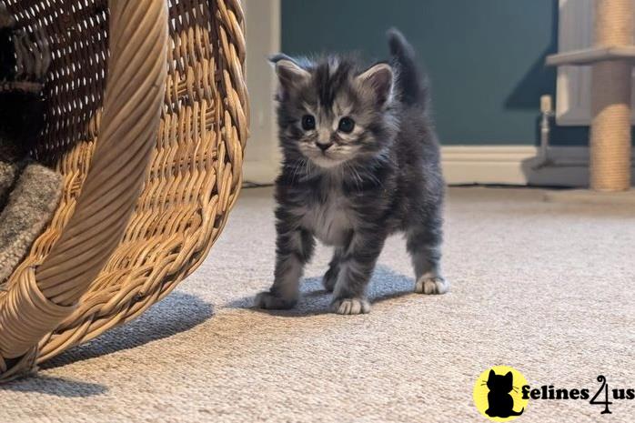 a maine coon kitten standing on a carpet