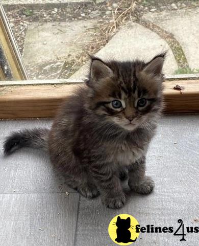 a maine coon cat sitting on a window ledge