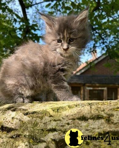 a maine coon cat sitting on a rock