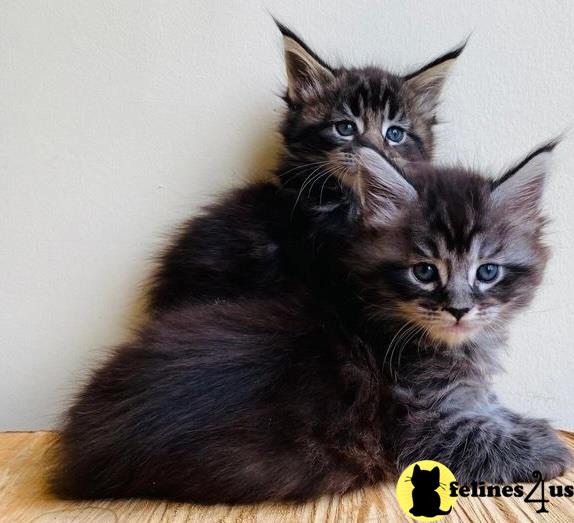 a couple of maine coon maine coon kittens