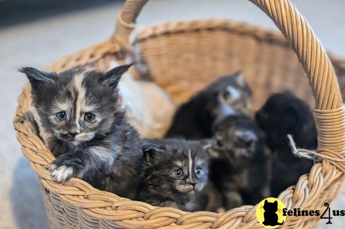 a group of maine coon maine coon kittens in a nest