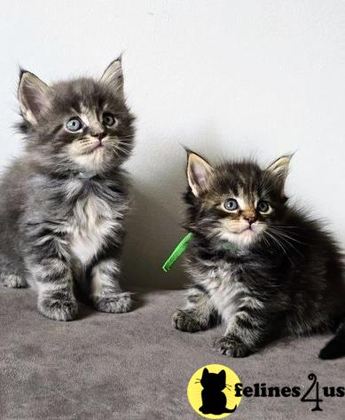 two maine coon maine coon kittens sitting on a carpet