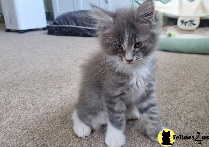 a maine coon cat sitting on the floor