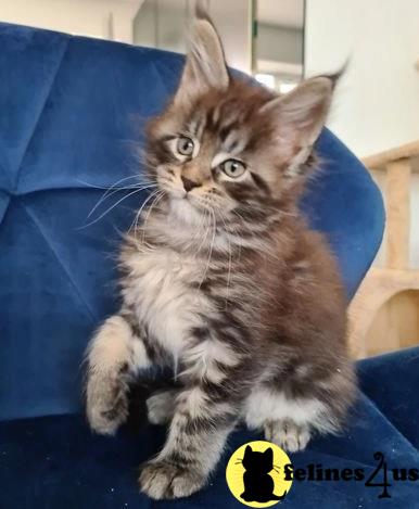 a maine coon cat sitting on a chair