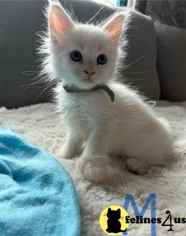 a white maine coon kitten on a couch