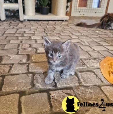 a maine coon cat sitting on a brick surface