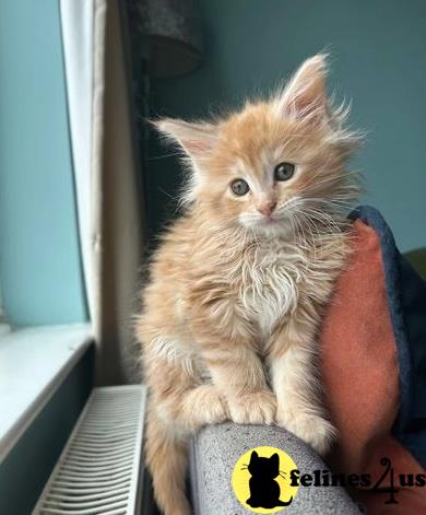 a maine coon cat sitting on a persons lap