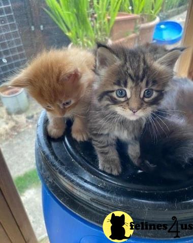 two maine coon maine coon kittens in a blue bucket