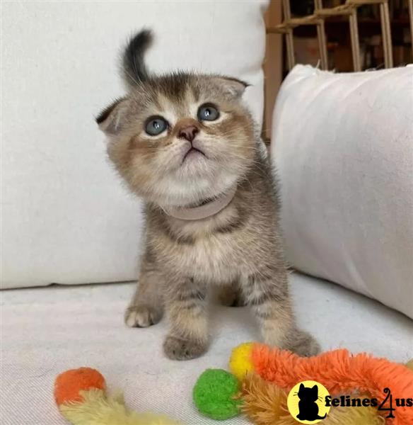 a munchkin cat sitting on a couch