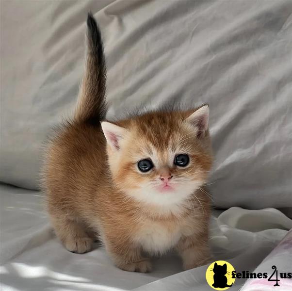 a munchkin kitten on a blanket