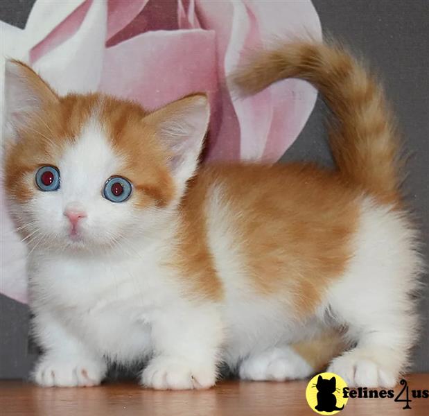 a munchkin cat with a hat