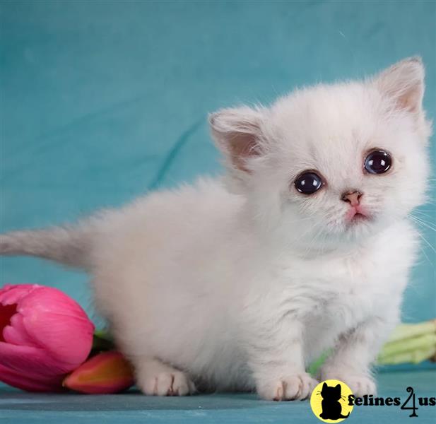 a white munchkin kitten with a yellow tag