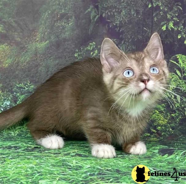 a munchkin cat sitting on grass