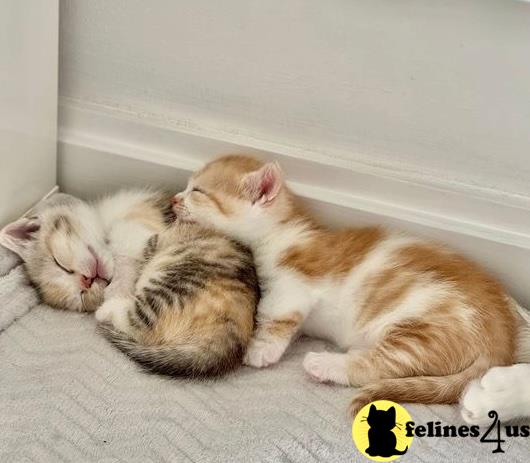 two munchkin cats lying on a bed